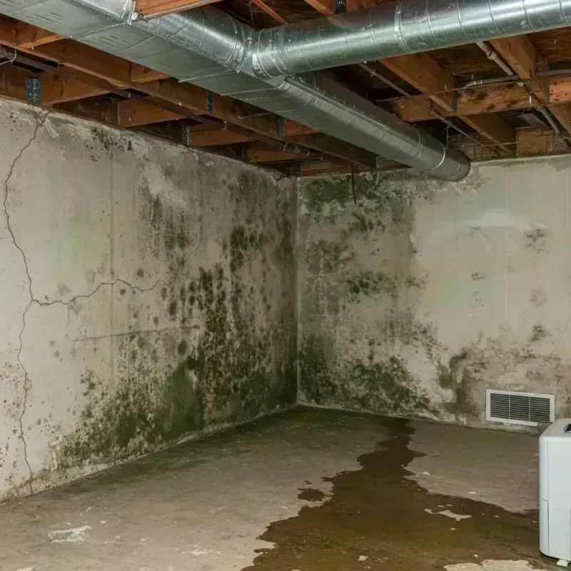 Professional Mold Removal in Montezuma County, CO